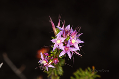 Calytrix leschenaultii
