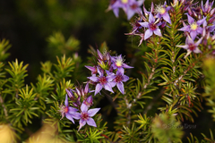 Calytrix leschenaultii