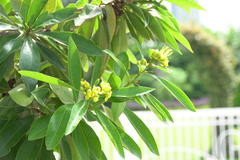 Xanthostemon chrysanthus
