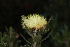 Banksia heliantha