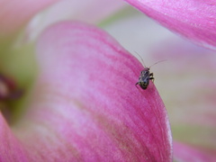 Charagochilus