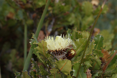 Banksia heliantha