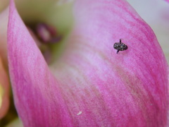 Charagochilus