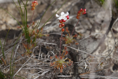 Drosera scorpioides