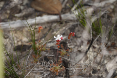 Drosera scorpioides