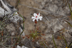 Drosera scorpioides