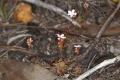 Drosera scorpioides
