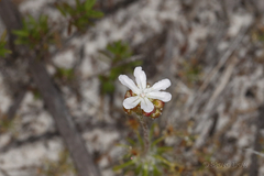 Drosera scorpioides