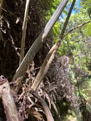 Cibotium glaucum