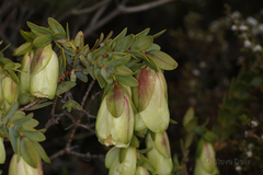 Pimelea physodes