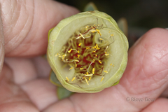 Pimelea physodes