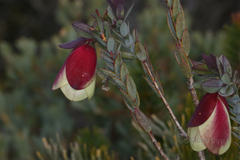 Pimelea physodes