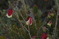 Pimelea physodes