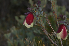 Pimelea physodes