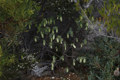 Pimelea physodes
