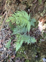 Asplenium