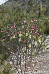 Pimelea physodes