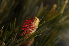 Grevillea hookeriana