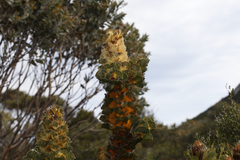 Hakea victoria
