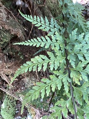 Asplenium