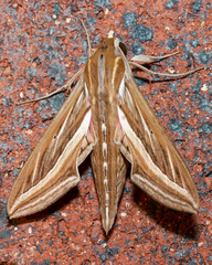 Hippotion celerio