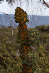 Hakea victoria