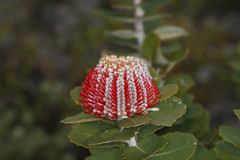 Banksia coccinea