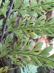 Asplenium