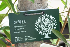 Xanthostemon chrysanthus