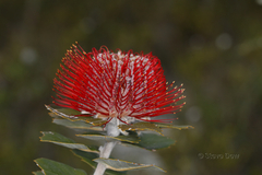 Banksia coccinea