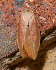 Ptyoptila matutinella