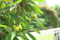 Xanthostemon chrysanthus