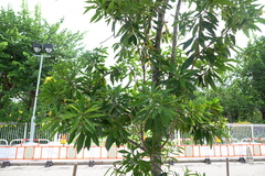 Xanthostemon chrysanthus