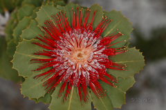 Banksia coccinea