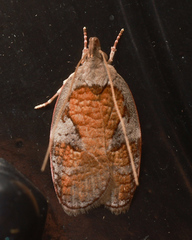 Peritornenta circulatella