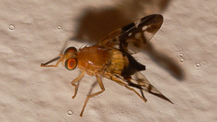 Dirioxa pornia