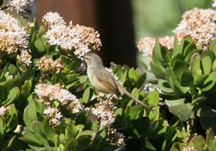 Prinia subflava affinis