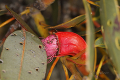 Eucalyptus tetraptera