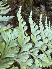 Asplenium