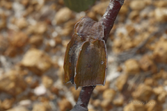 Eucalyptus tetraptera