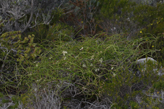 Platysace compressa