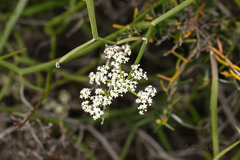 Platysace compressa