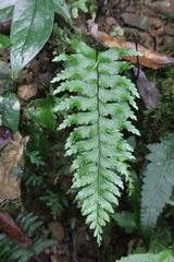 Hymenasplenium pubirhizoma