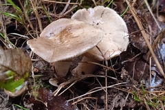 Lactarius fuliginosus