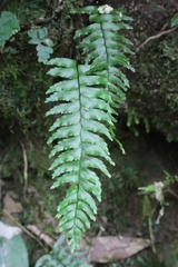 Hymenasplenium pubirhizoma