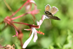 Pelargonium acetosum
