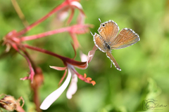 Pelargonium acetosum