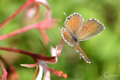 Pelargonium acetosum