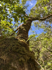 Lepisorus thunbergianus