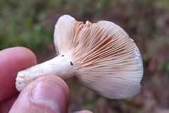 Lactarius fuliginosus